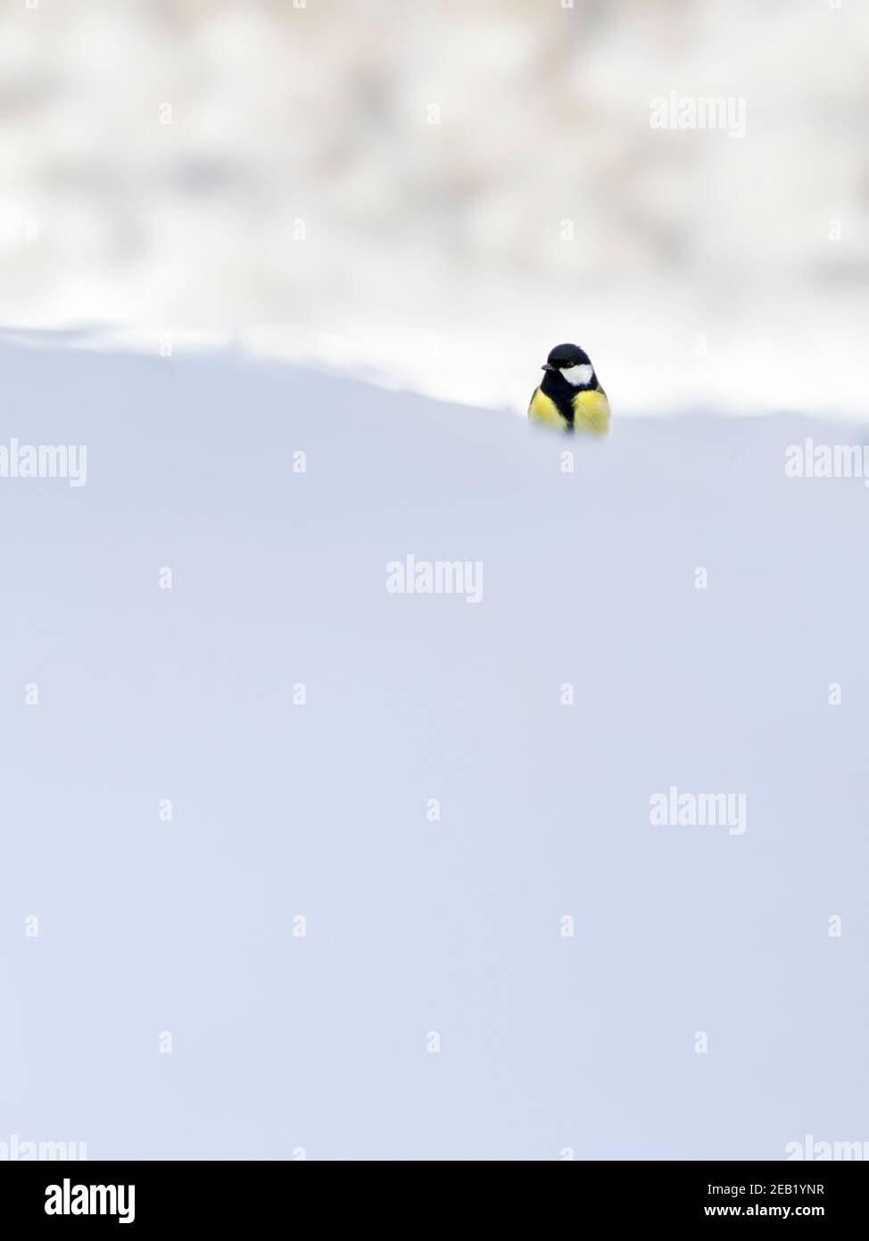 Yellow tit in snow - minimalist composition Stock Photo