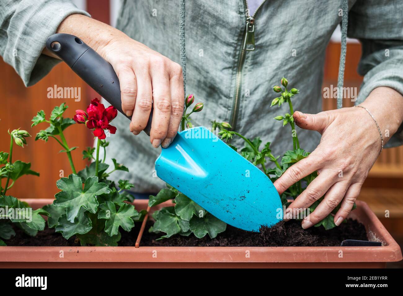 Woman is using shovel for planting geranium into flower pot. Gardener implant flowers in window box. Praparation of spring decoration Stock Photo