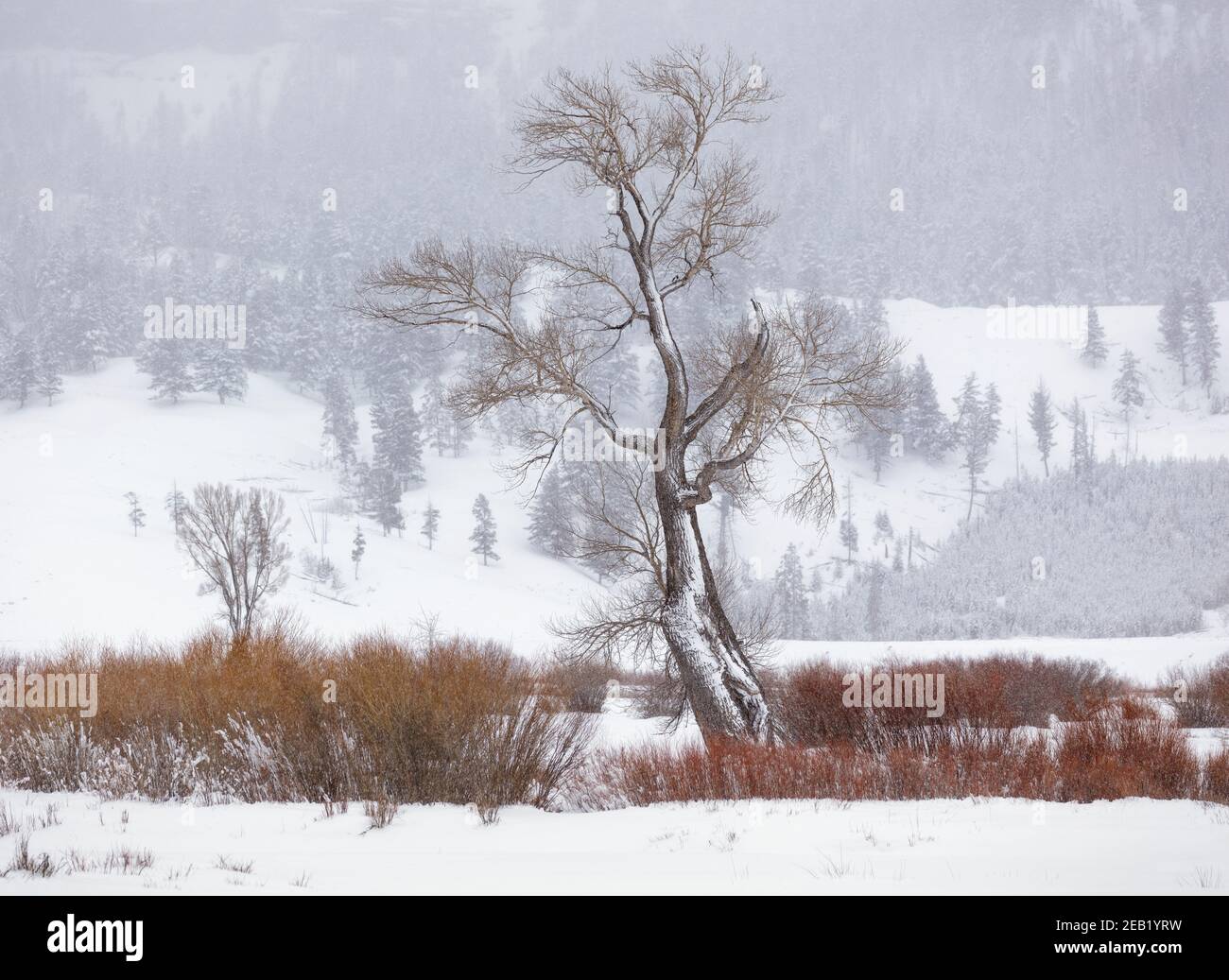Yellowstone National Park, Wyoming Cottonwood tree and willows in