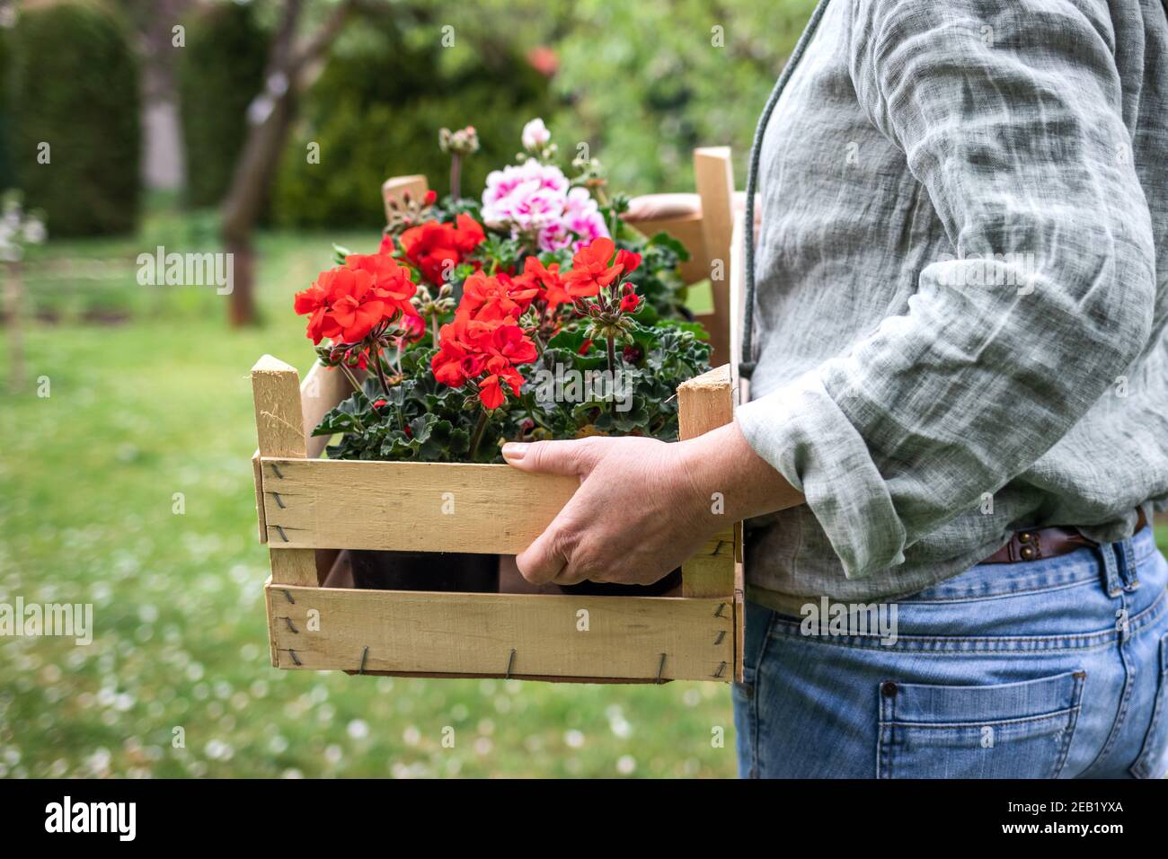 Woman holding wooden crate full of blooming colorful geranium flowers in garden. Florist standing in garden. Gardener is ready for planting pelargoniu Stock Photo