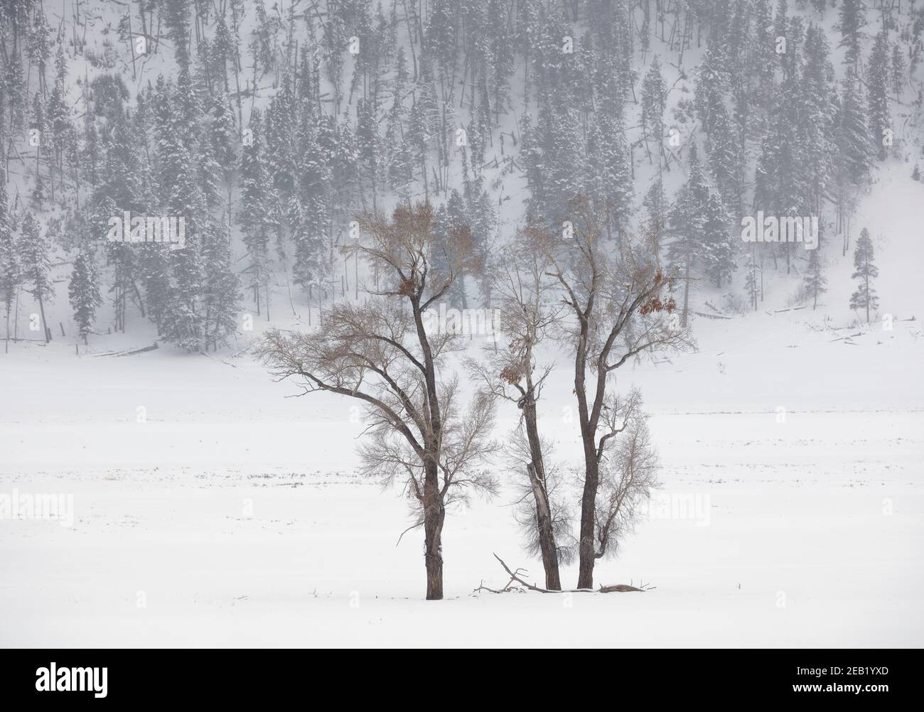 Yellowstone National Park, Wyoming: Cottonwood trees in snowstom in Lamar Valley Stock Photo