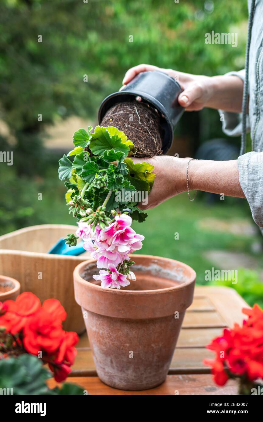Repotting flower in garden. Female farmers hand planting geranium flowering plant. Terracotta pot on table Stock Photo