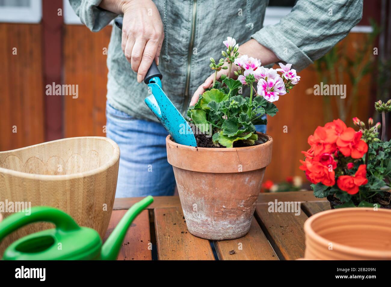 Woman planting geranium flowers into terracotta flowerpot. Florist gardening outdoors. Stock Photo