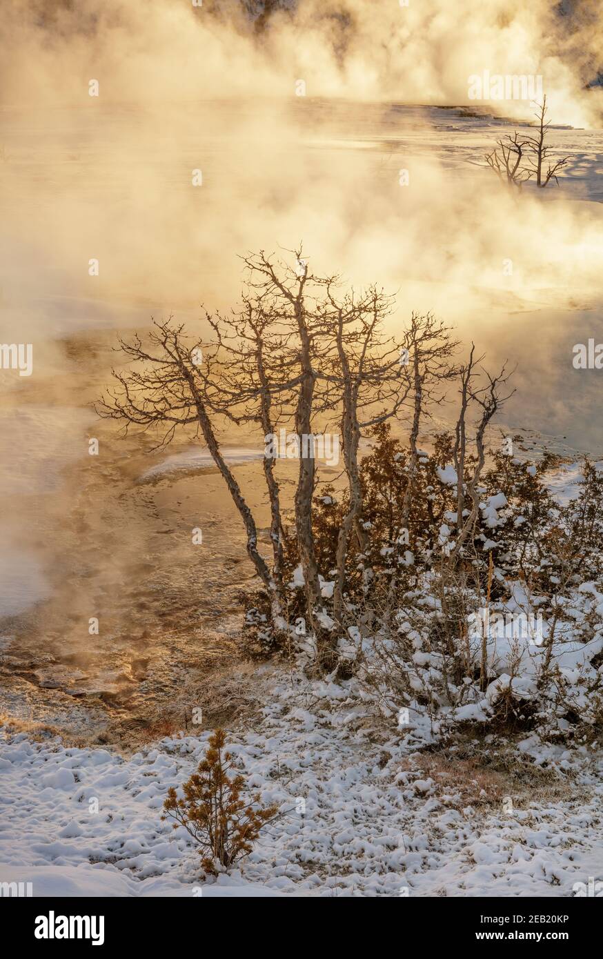 Yellowstone National Park, WY: Sunrise lights up the steam from the thermal pools on the upper terraces of Mammoth Hot Springs Stock Photo