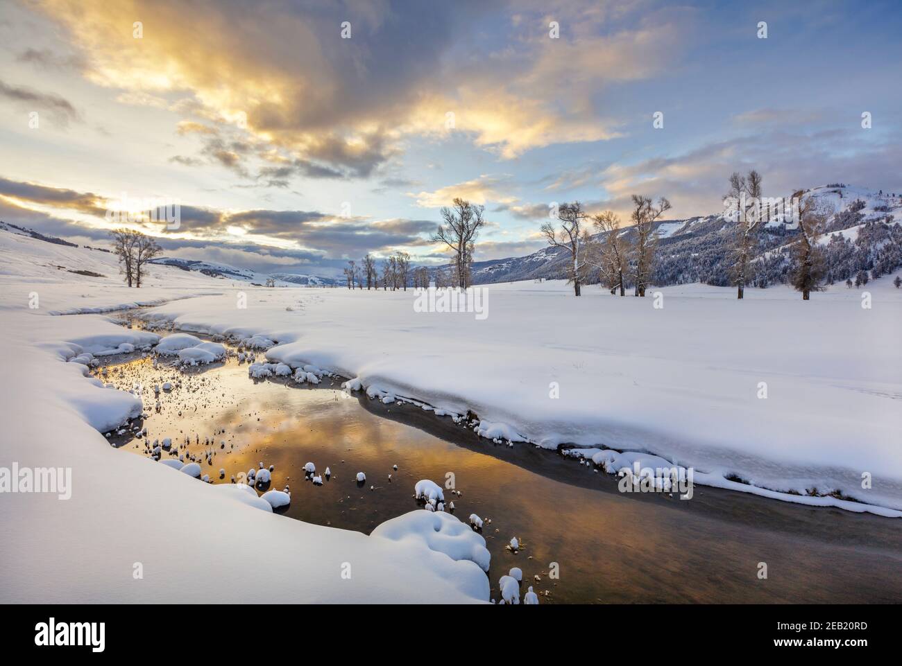 Cottonwood trees lamar valley hi-res stock photography and images - Alamy