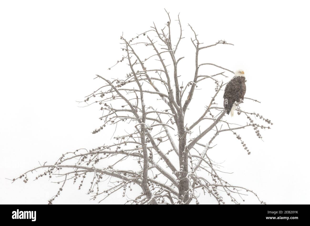 Yellowstone National Park, Wyoming: Bald eagle  (Haliaeetus leucocephalus) in larch tree; winter Stock Photo