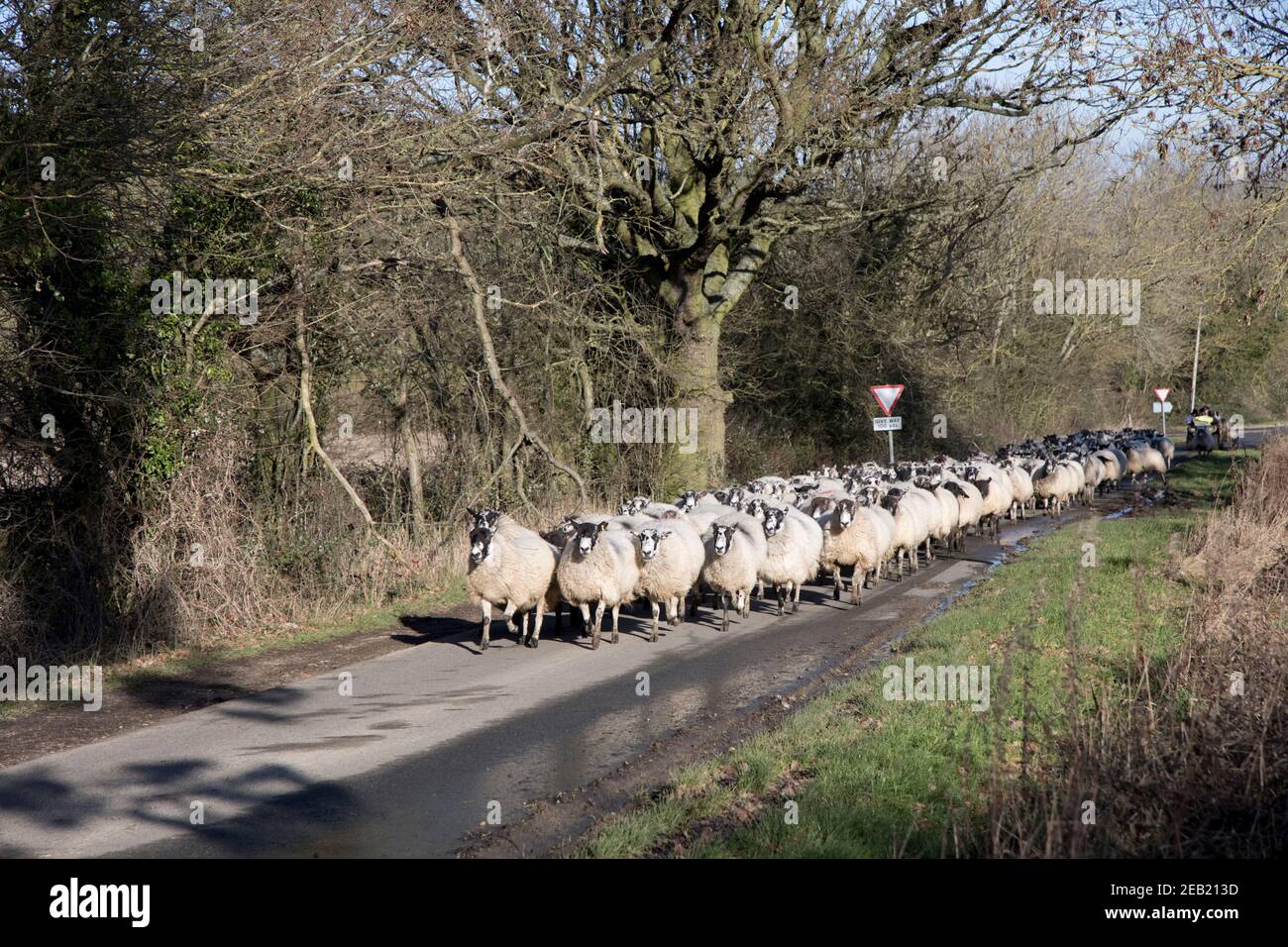 Flock of Cotswold sheep walking up country road Mickleton UK Stock Photo