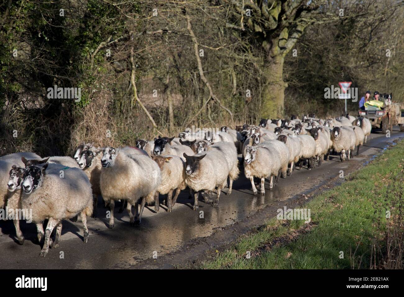 Flock of Cotswold sheep walking up country road Mickleton UK Stock Photo