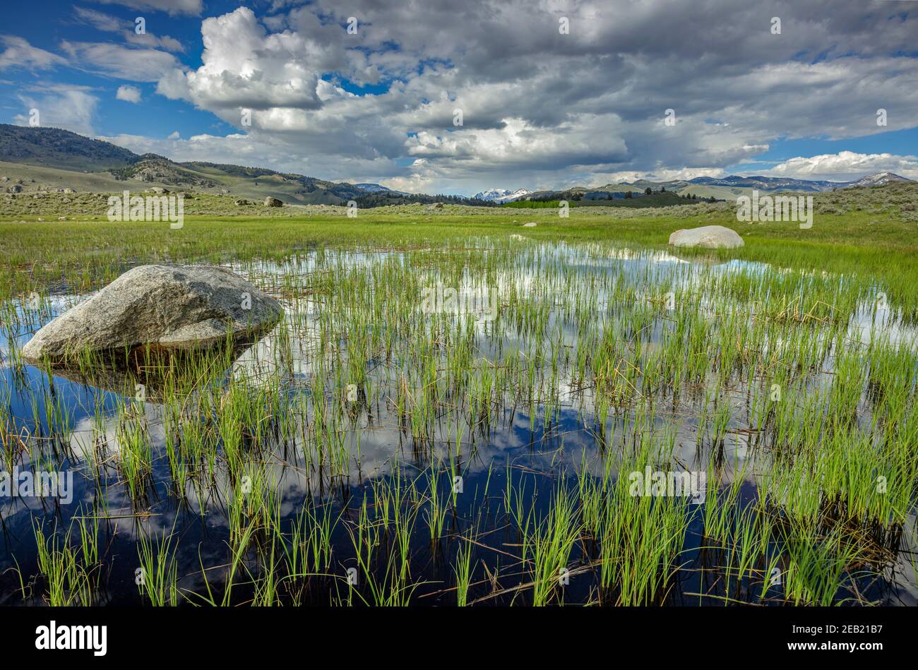Yellowstone National Park, Wyoming: Glacial pond with grasses and cloud reflections in Little America Stock Photo