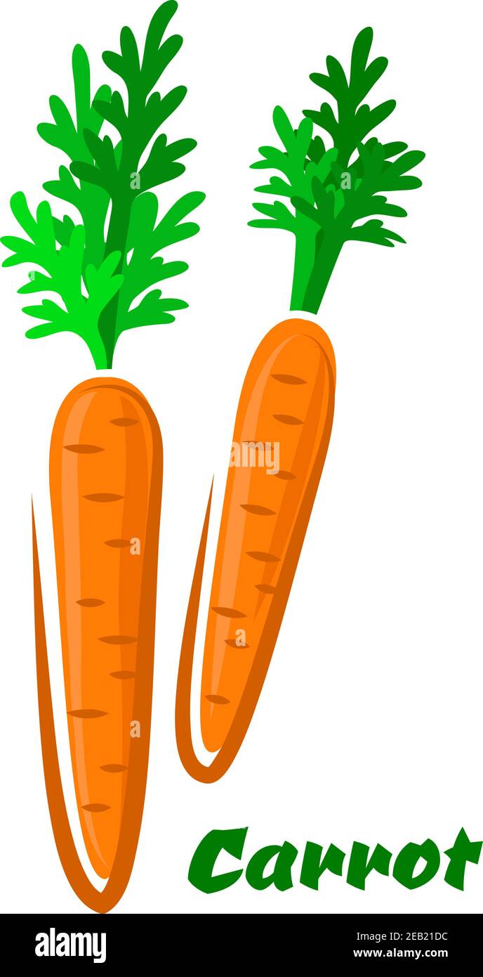 Fresh colorful orange cartoon carrots vegetables logo with their green ...
