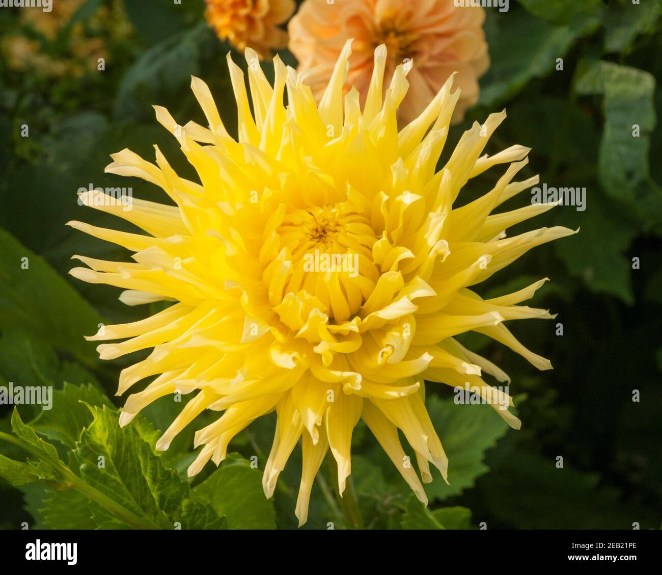 Close up of a yellow semi cactus dahlia  A tuberous plant that is deciduous and half hardy Stock Photo