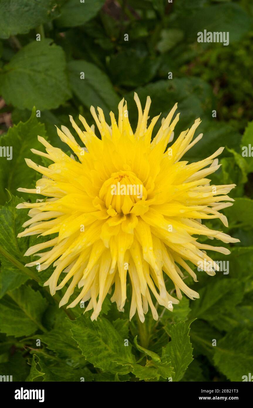Close up of Eastwood Moonlight a yellow semi cactus dahlia  A tuberous plant that is deciduous and half hardy Stock Photo
