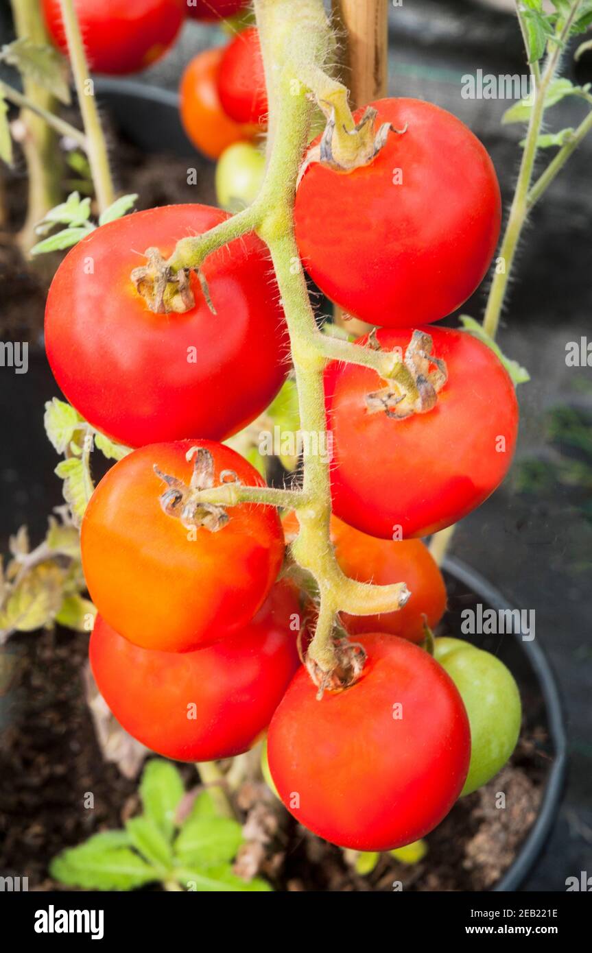 Ripe Ailsa Craig tomatoes grown indoors in large pot  A very popular Indeterminate variety of tomato Stock Photo