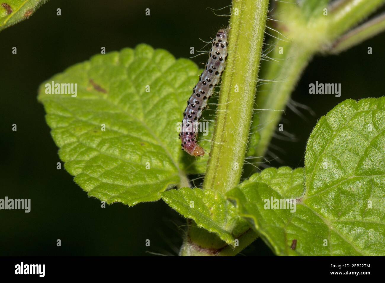 Larva of the southern pink moth, Pyrausta inornatalis, feeding on salvia. Stock Photo