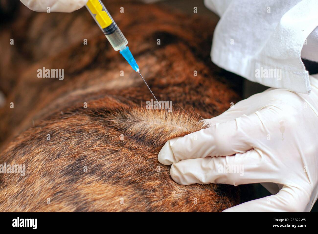 The doctor the veterinarian makes an injection to a lobed dog Stock ...