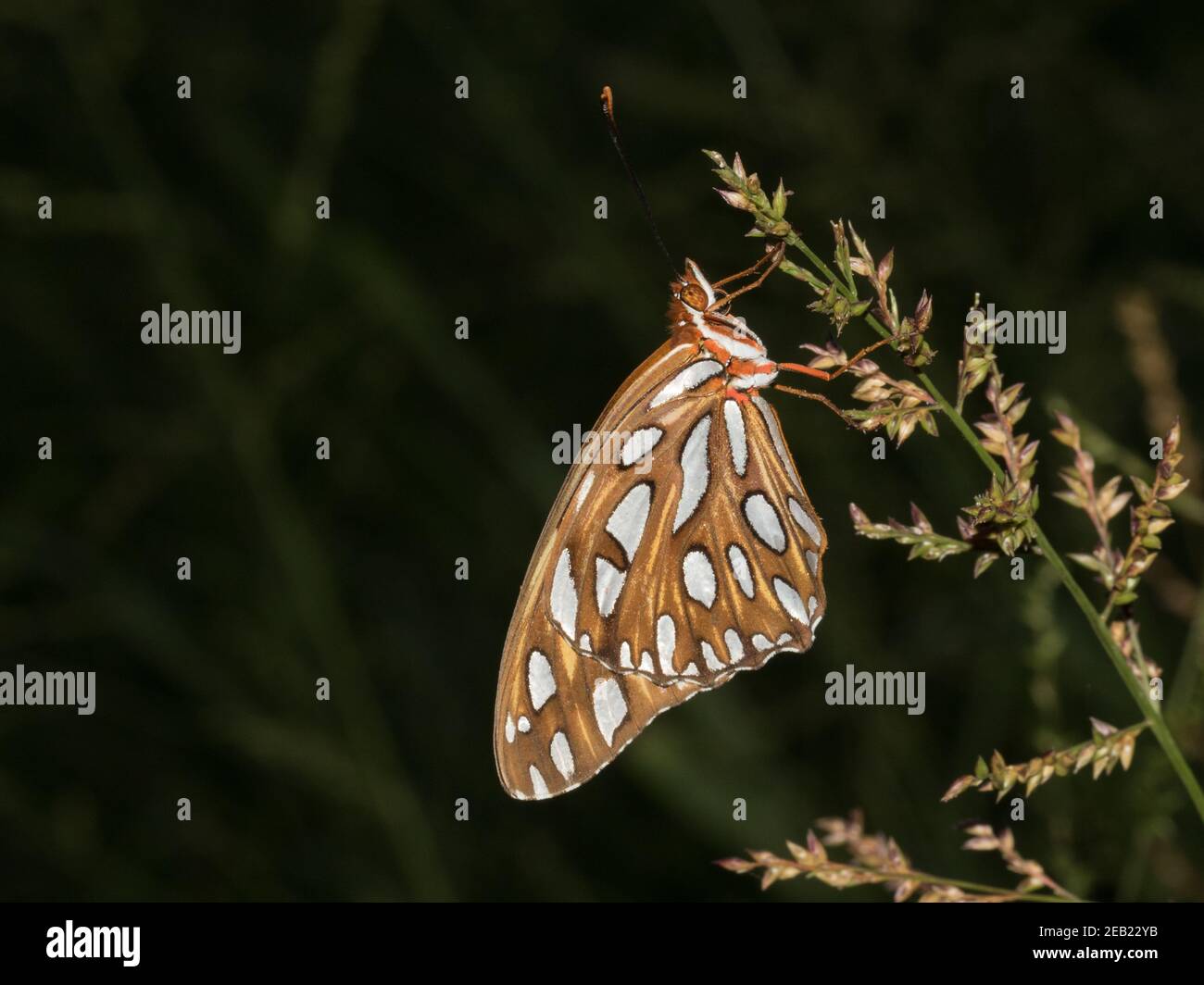 Portrait showing the underwings of a gulf fritillary butterfly ...