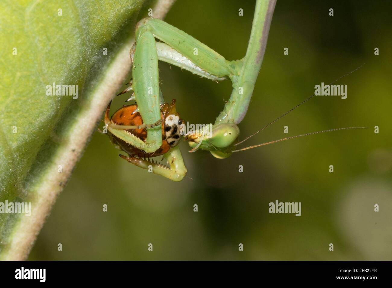 Close-up of a praying mantis eating a lady beetle. Stock Photo