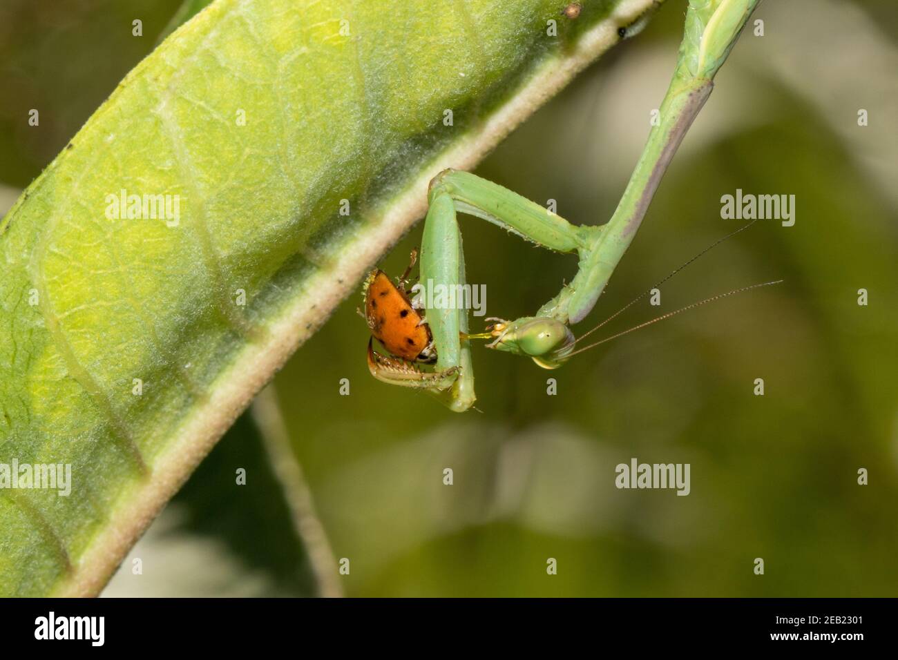Close-up of a praying mantis eating a lady beetle. Stock Photo