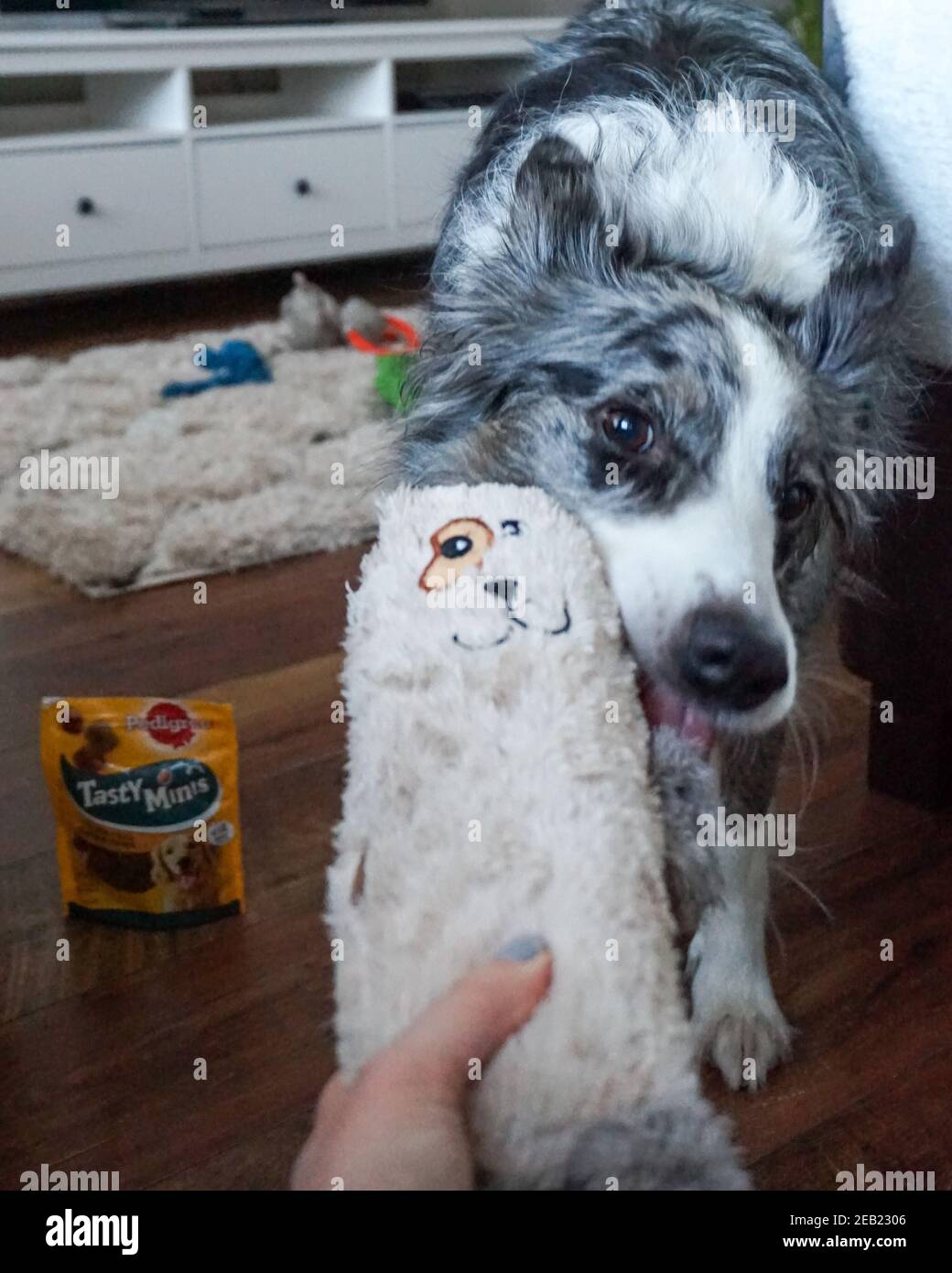 Blue Merle Border Collie Dog at home, playing tug of war with a soft ...