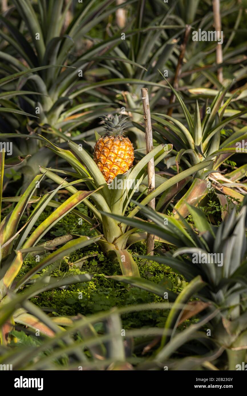 Immagini Stock - Ananas Su Un Paesaggio Innevato Con Grandi Cubetti Di  Ghiaccio. Sfondo Estivo Fresco. Ai Generativo.. Image 203473506