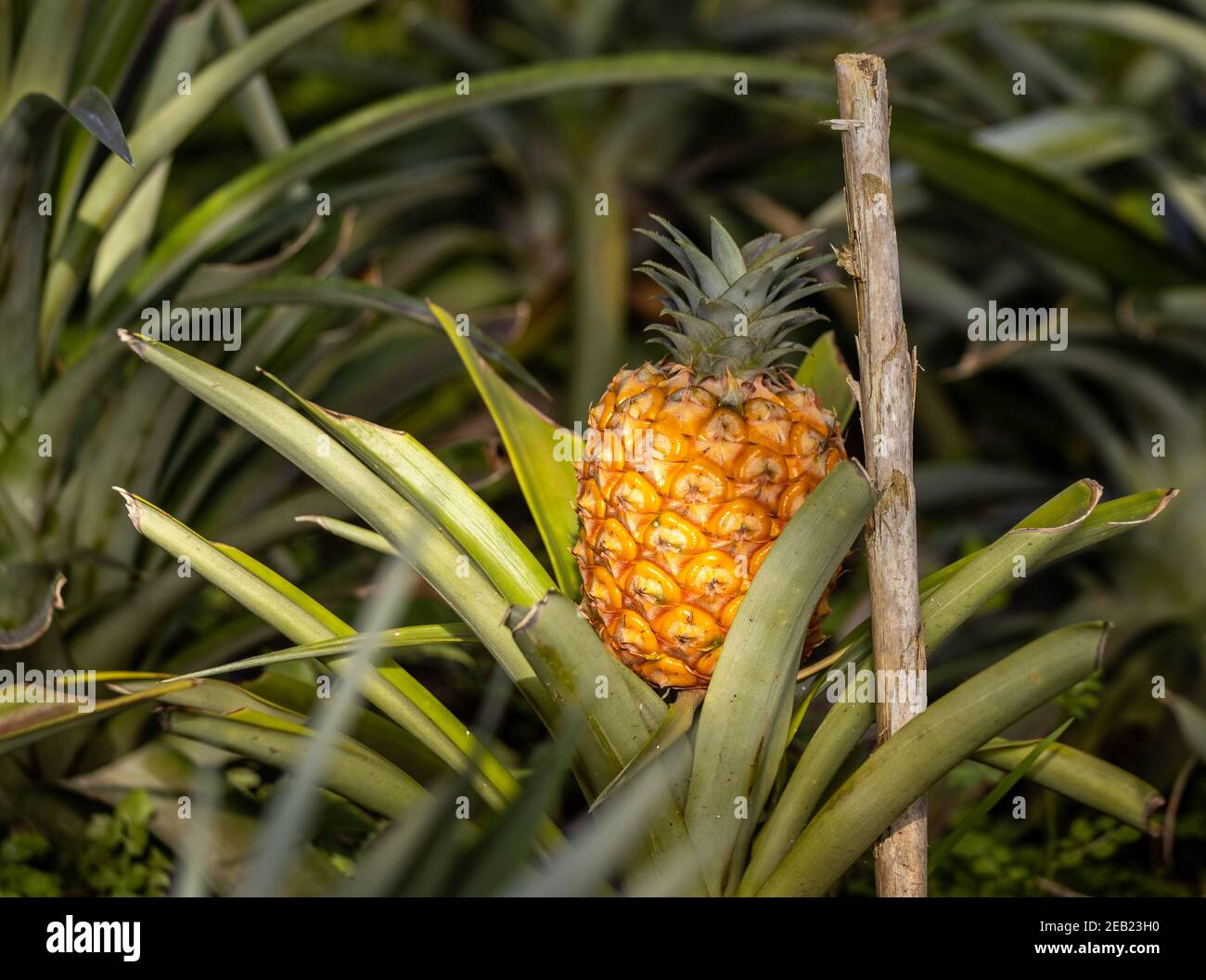 Pineapple plantation, greenhouse, Sao Miguel, Azores islands, unique