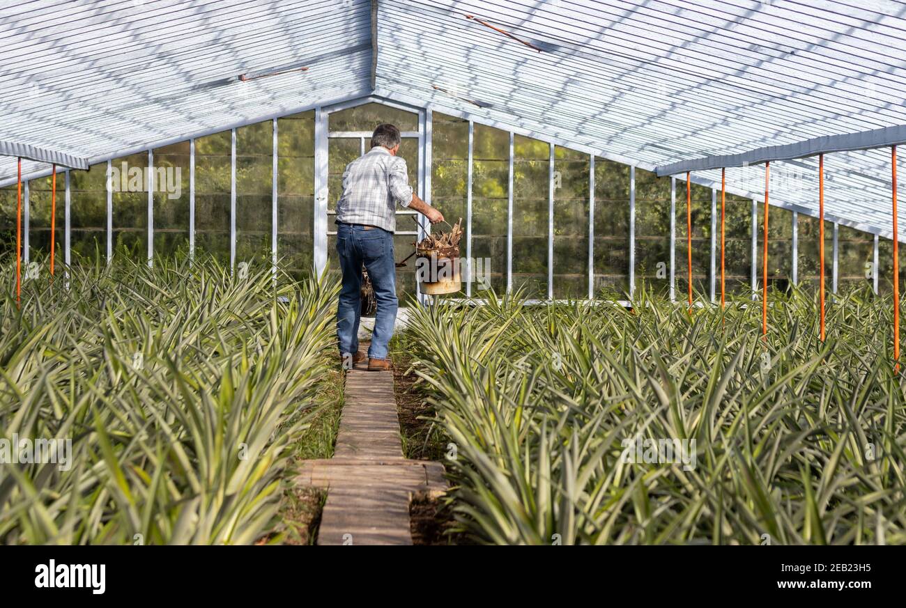 Pineapple plantation, greenhouse, Sao Miguel, Azores islands, unique