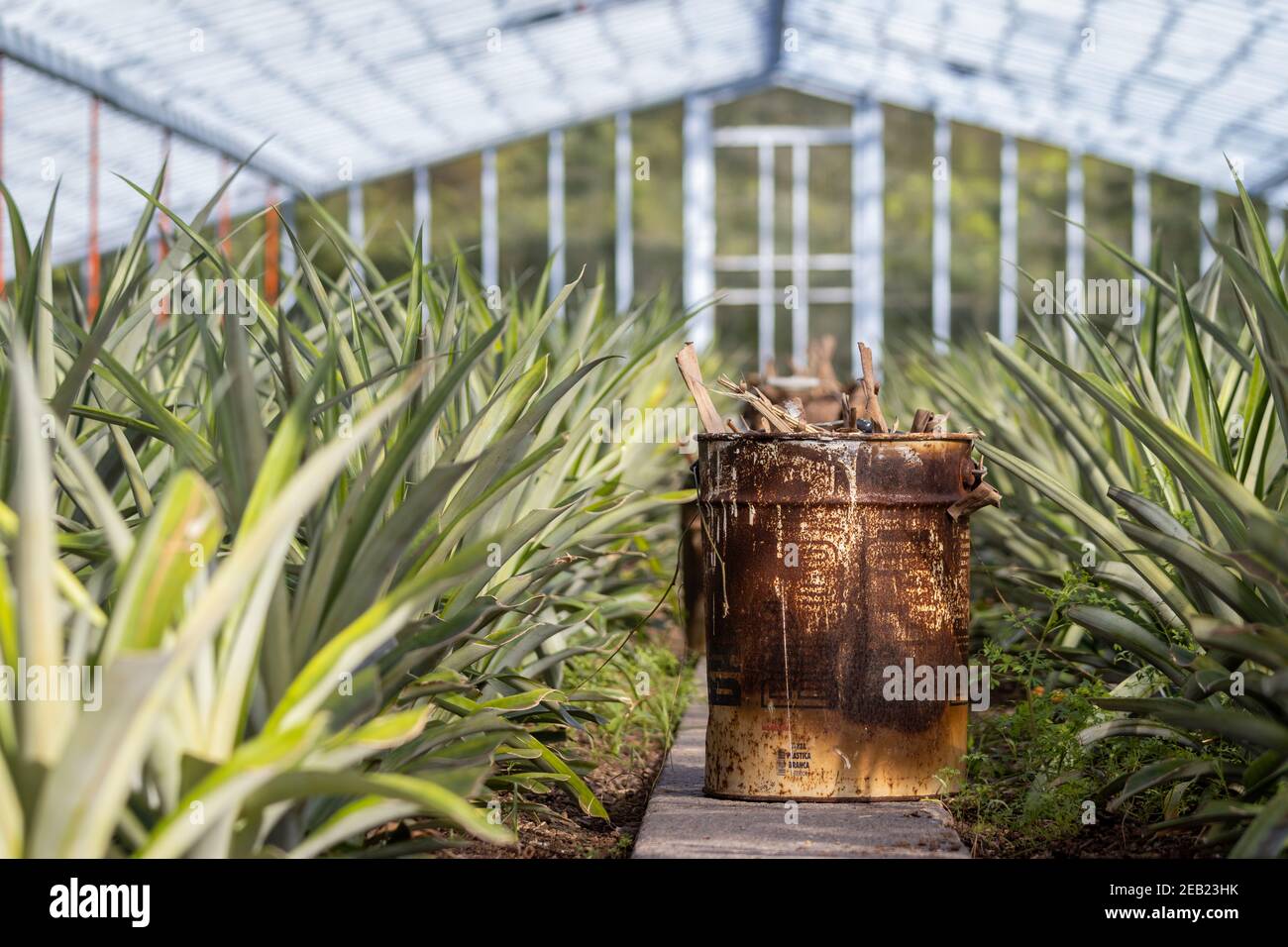 Pineapple plantation, greenhouse, Sao Miguel, Azores islands, unique