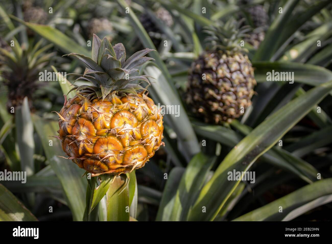Pineapple plantation, greenhouse, Sao Miguel, Azores islands, unique
