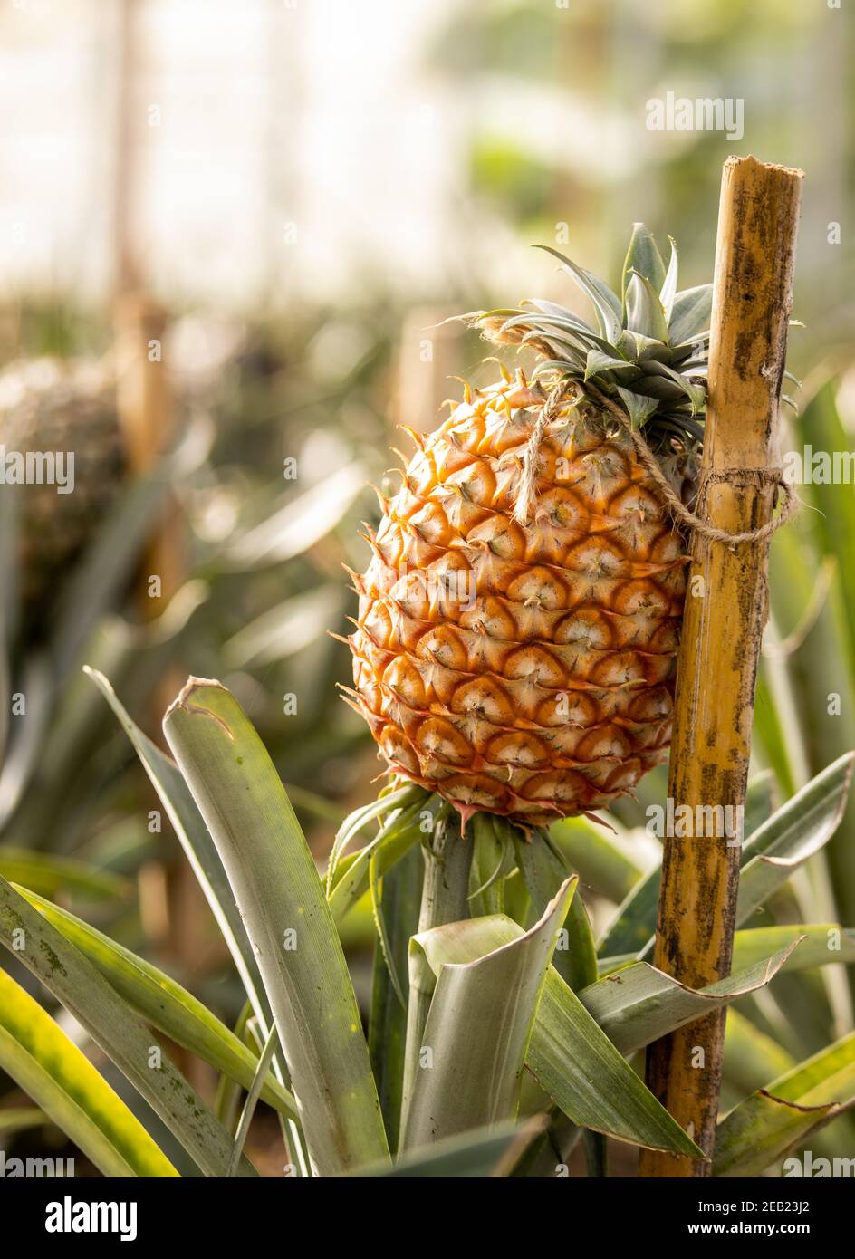 Pineapple plantation, greenhouse, Sao Miguel, Azores islands, unique