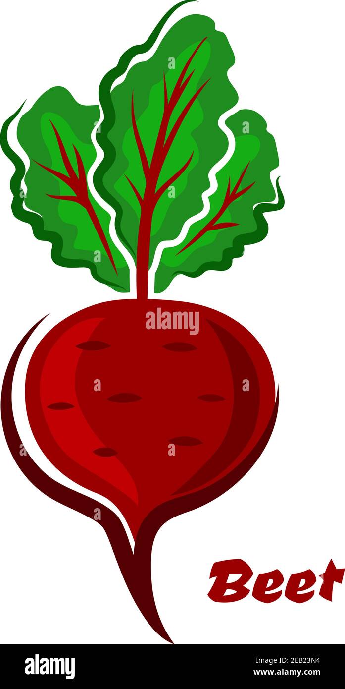 Cartoon beetroot hires stock photography and images Alamy