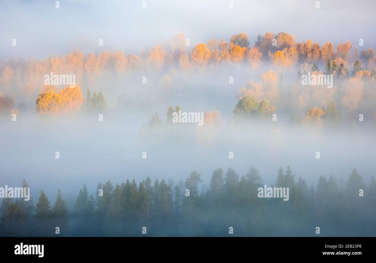 Grand Teton National Park, WY: Morning sun illuminates fall cottonwoods and pines bathed in fog in the Snake River Valley Stock Photo