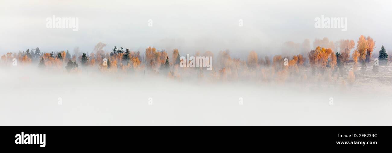 Grand Teton National Park, WY Fog envelops fall cottonwoods and pines