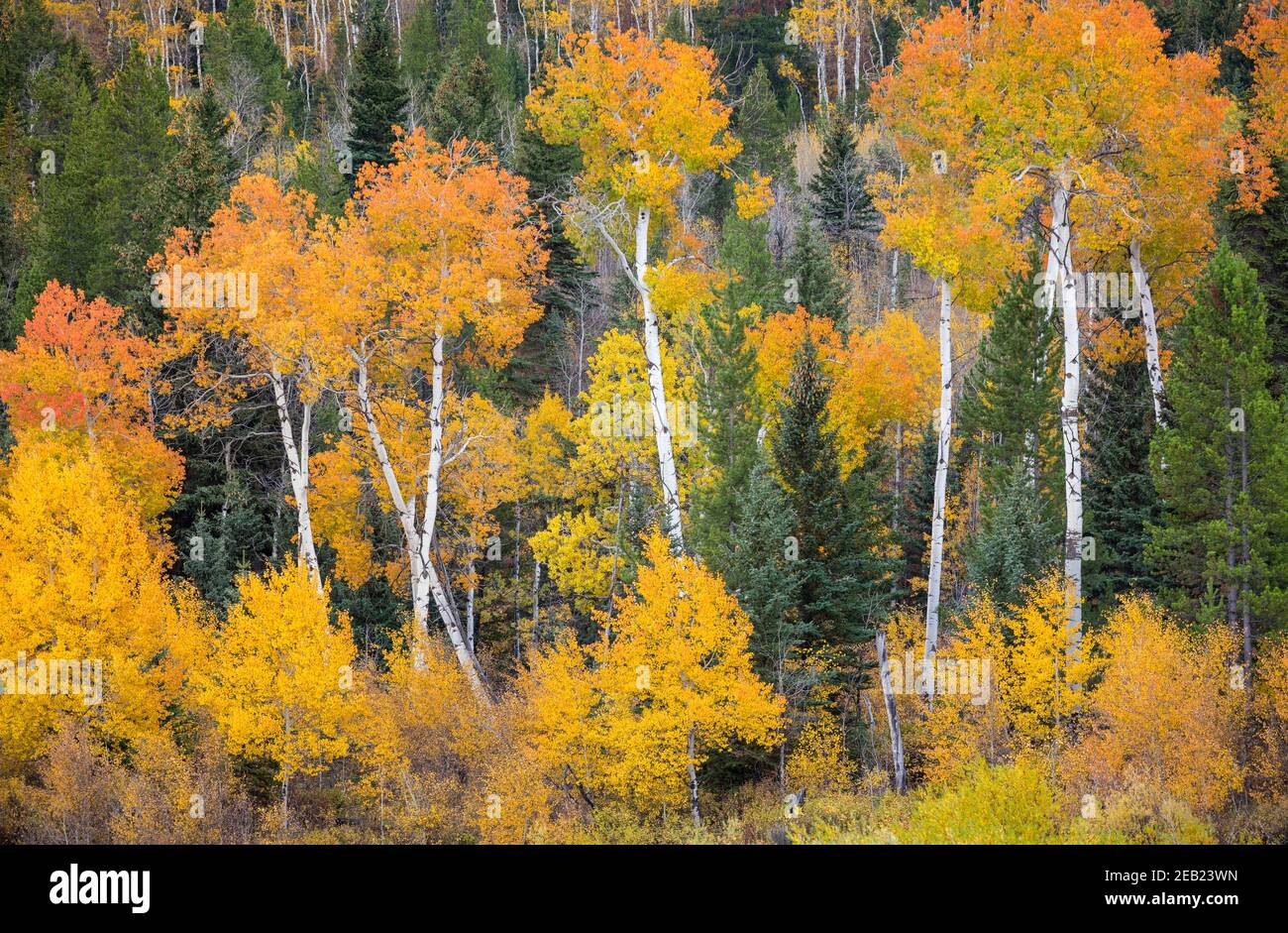Western yellow pine grove hires stock photography and images Alamy
