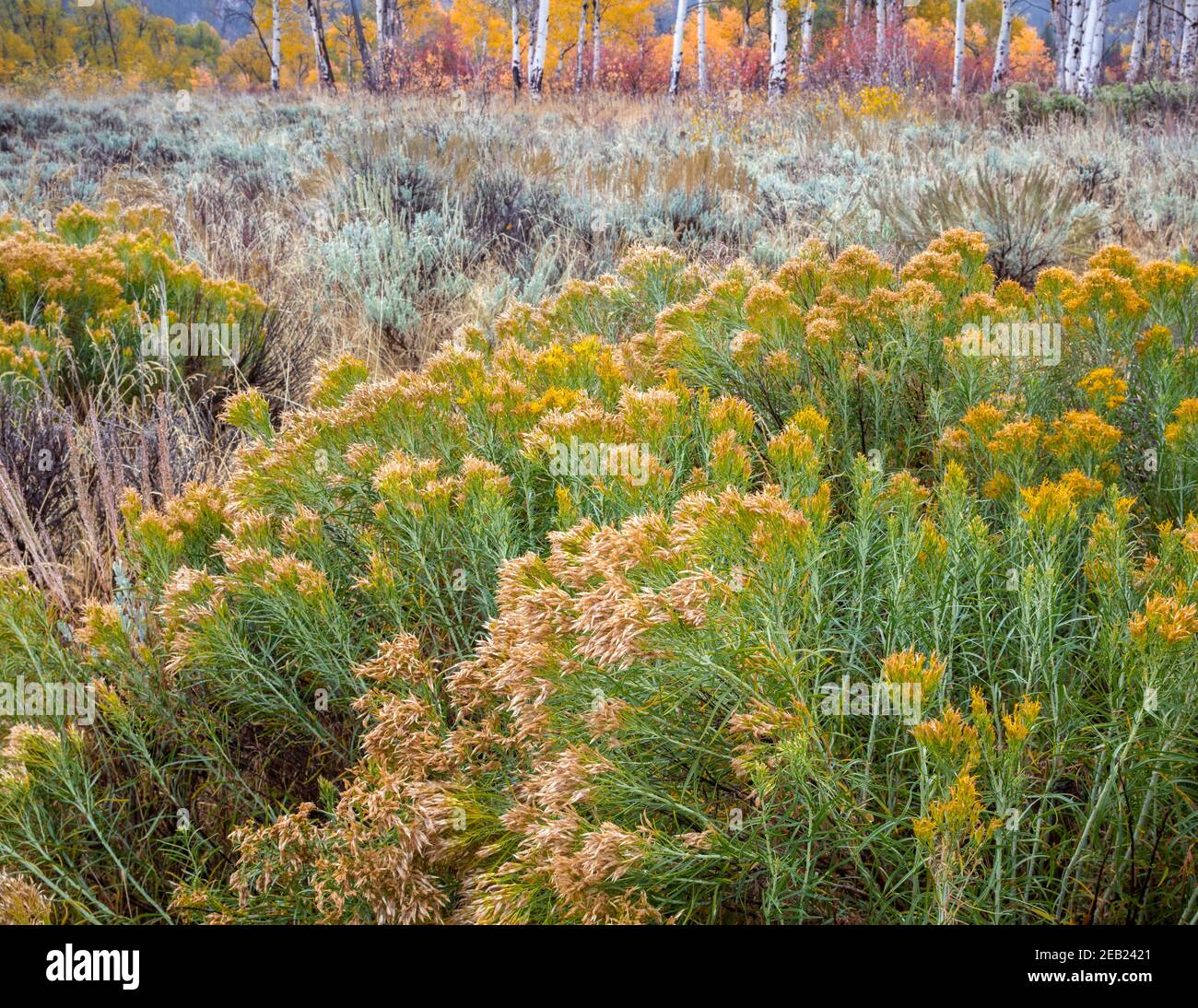 Grand Teton National Park, WY: Gray rabbitbrush (Ericameria nauseosa) in fall with sage and aspen grove. Stock Photo