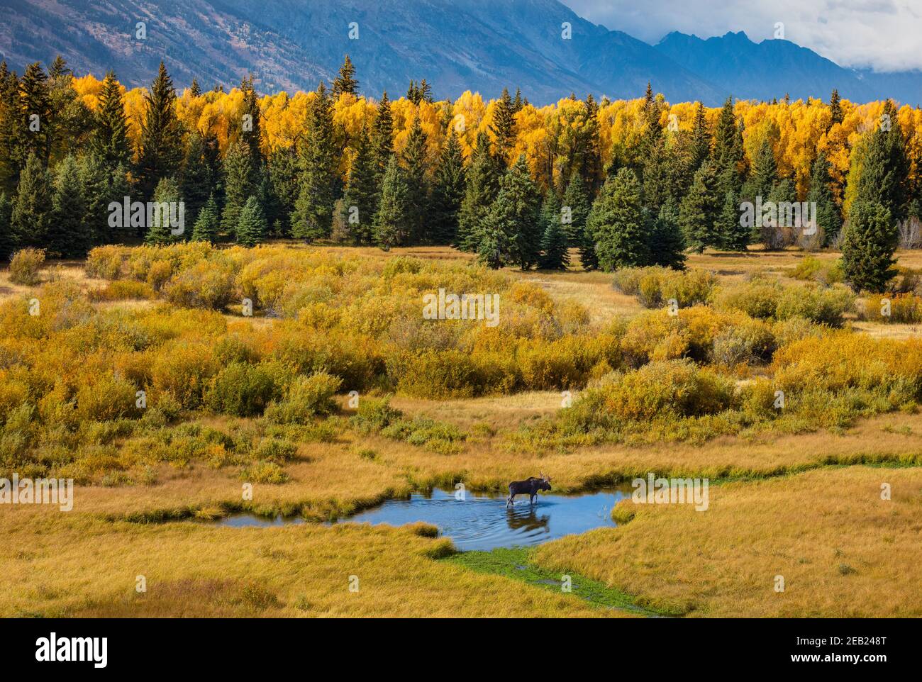 Grand Teton National Park, WY: Moose wading through one of the small ponds at Blacktail Ponds in fall Stock Photo