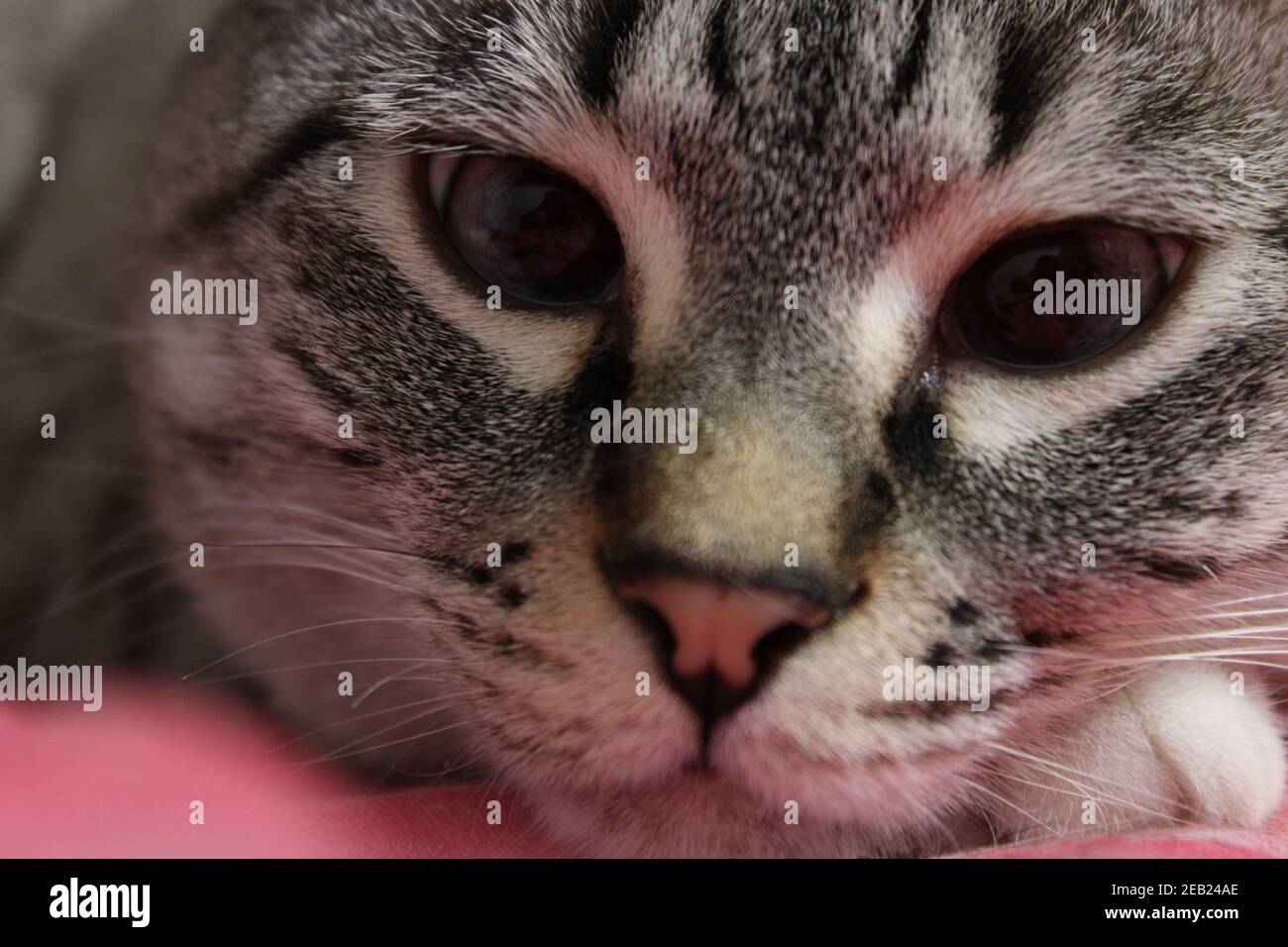 Comfortable kitty Aberdeen O'della Stock Photo