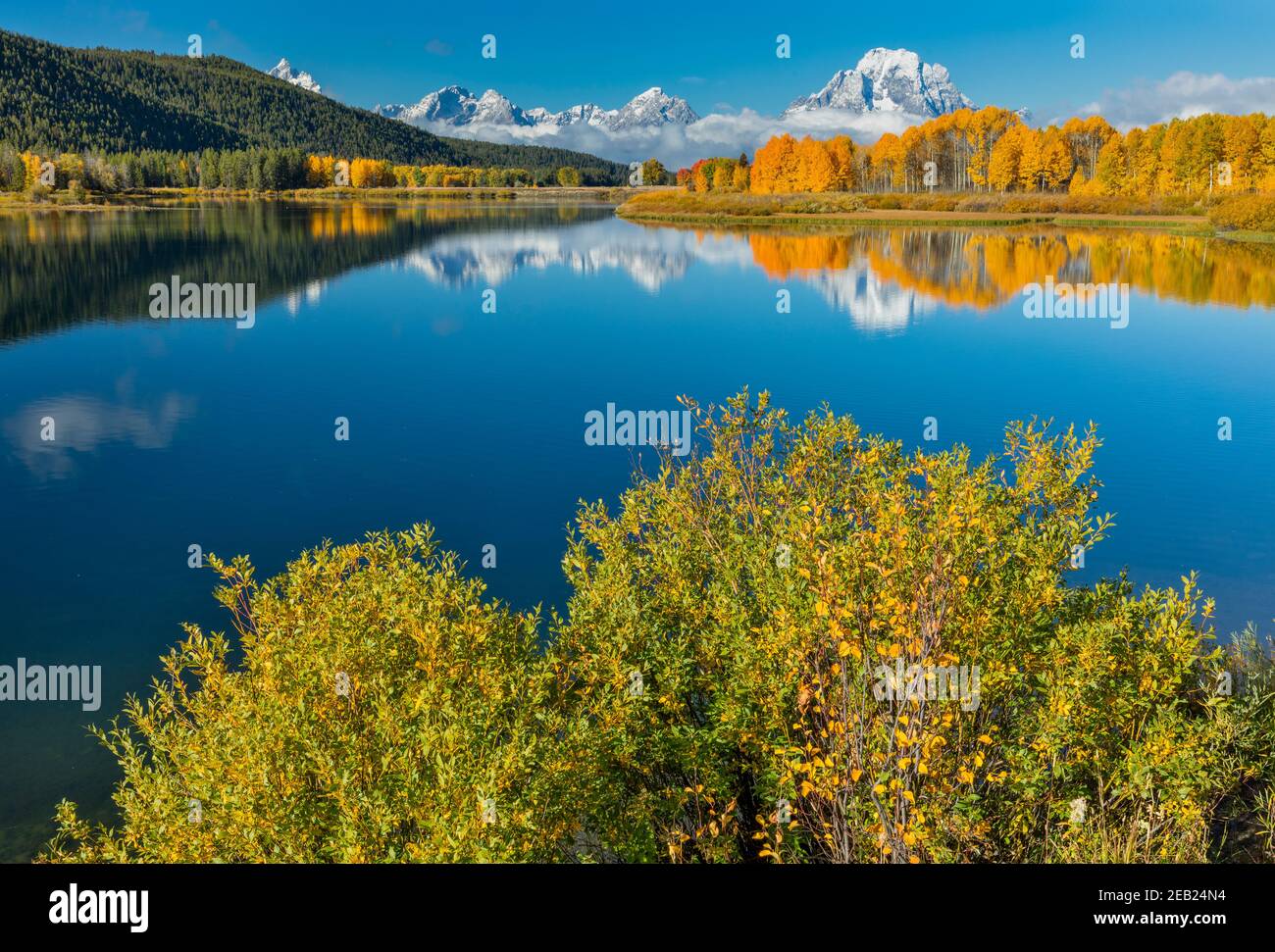 Grand Teton National Park, WY:  Willows on the shore of the Snake River at Oxbow Bend with Mount Moran wrapped in low clouds reflecting with fall colo Stock Photo