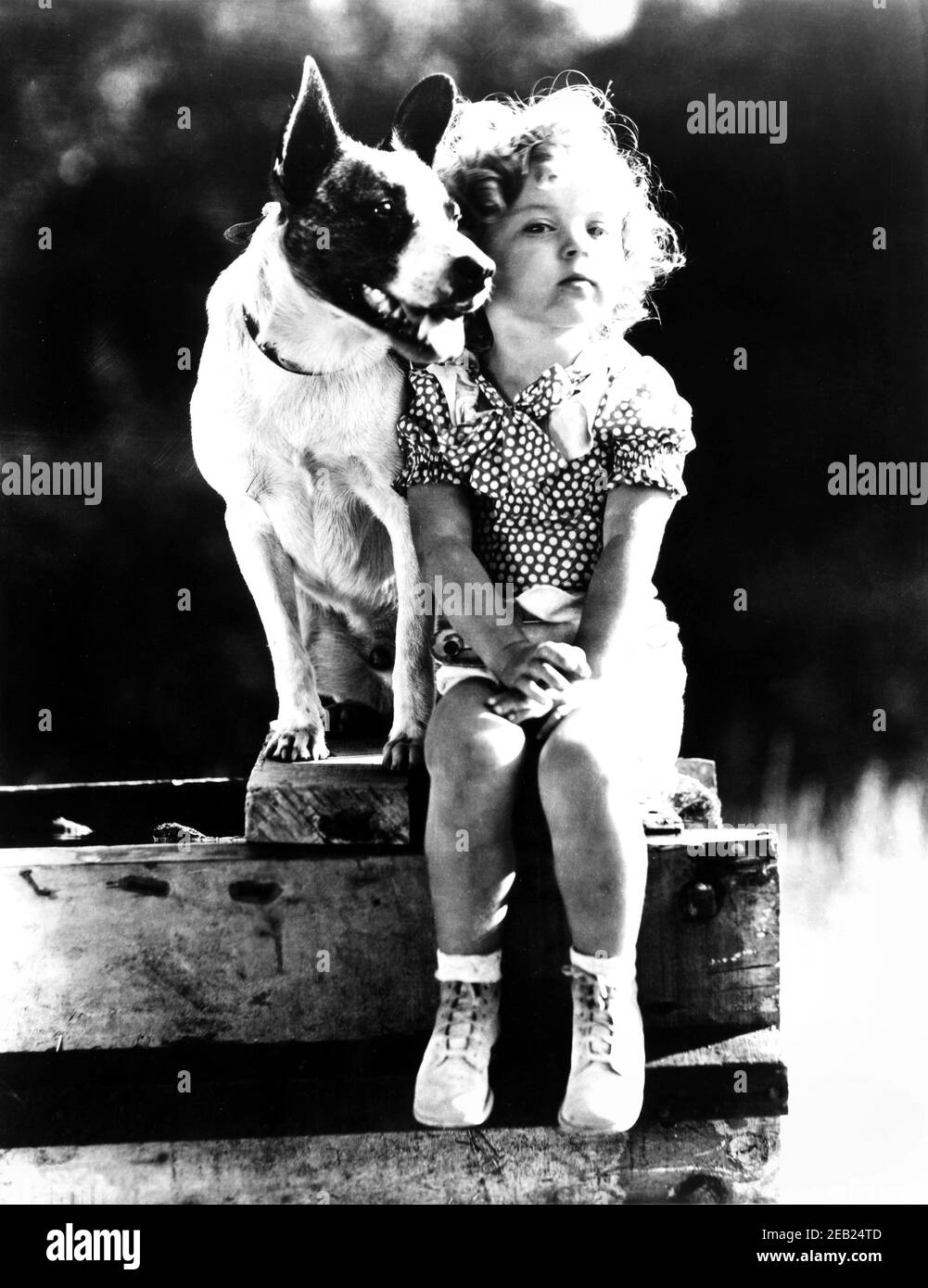 1935 ca., USA  : The child actress SHIRLEY TEMPLE ( 1928 -  2014 ) , Fox movie pubblicity still   - MOVIE - FILM - CINEMA - portrait - ritratto  - boccoli - riccioli - curls   - bambino prodigio  -  cane - dog - celebrity celebrities actors actor actress personality personalities with dogs pet - celebrità attori attrici personalità con cani   ----  Archivio GBB Stock Photo