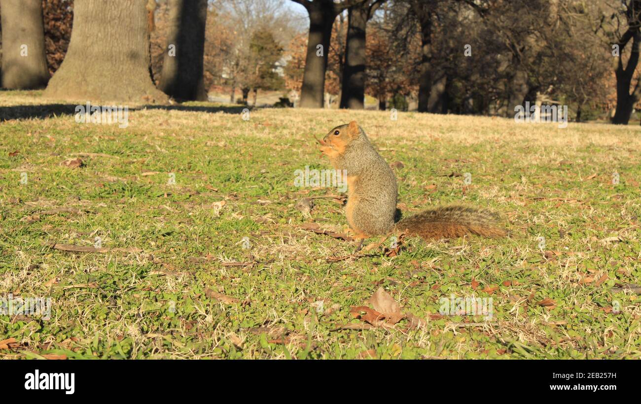 Curious fox squirrel eating in grass Stock Photo