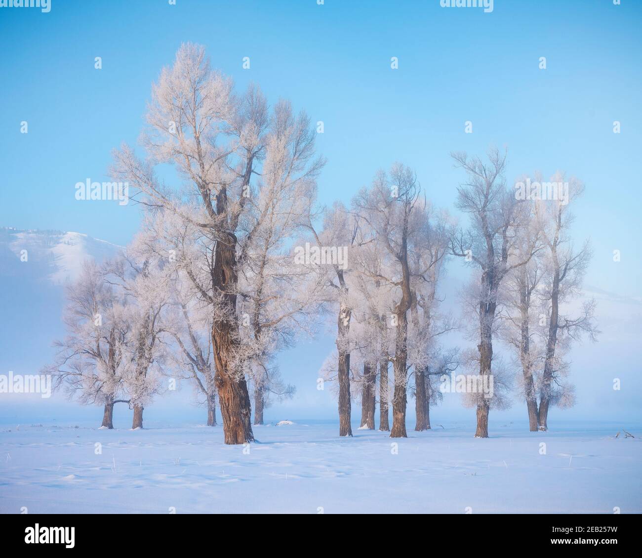 Yellowstone National Park, Wyoming/Montana: Morning light on cottonwood trees in the Lamar Valley in winter Stock Photo