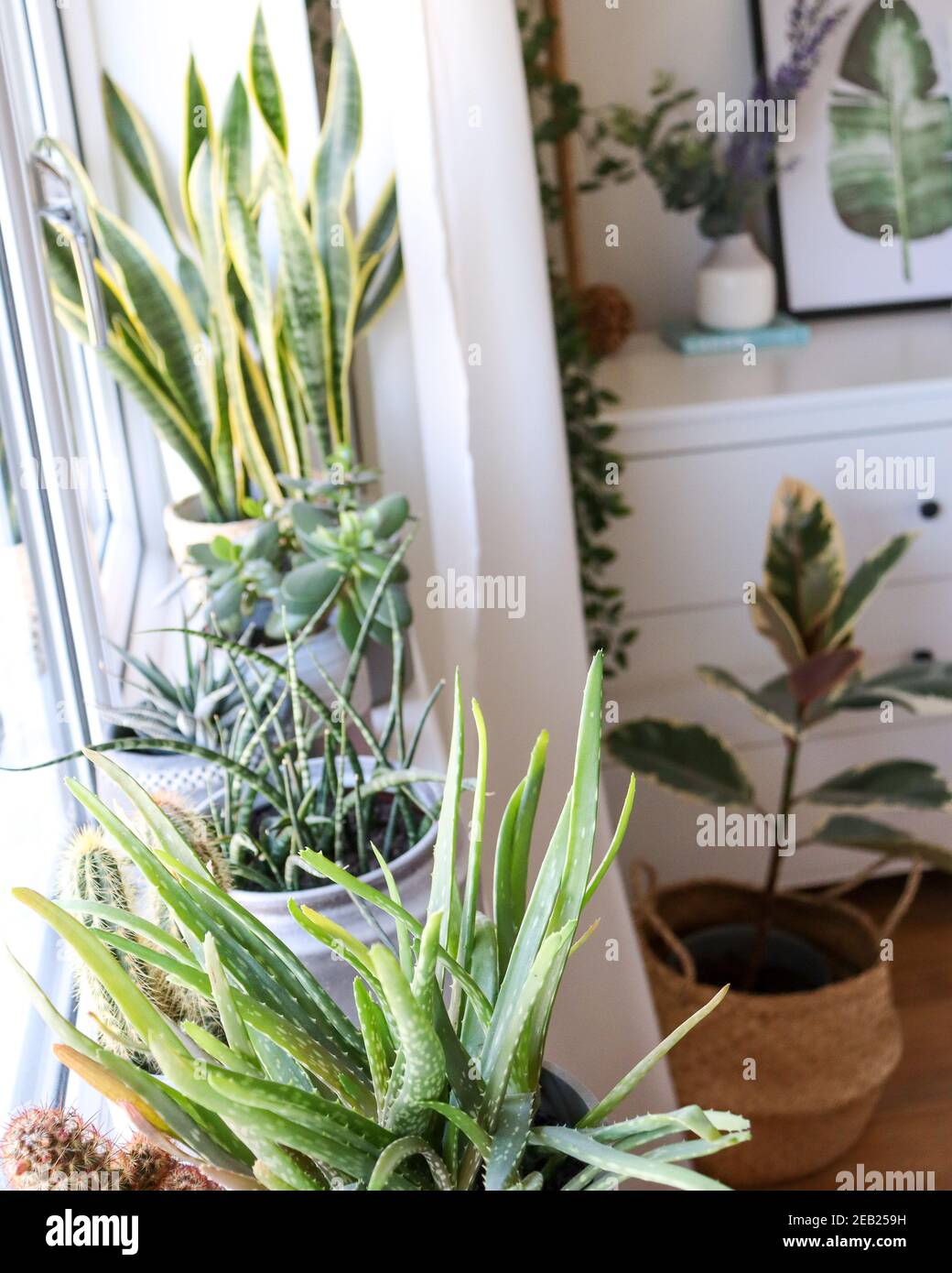 Plants on window sill, Scandinavian inspired home interior design