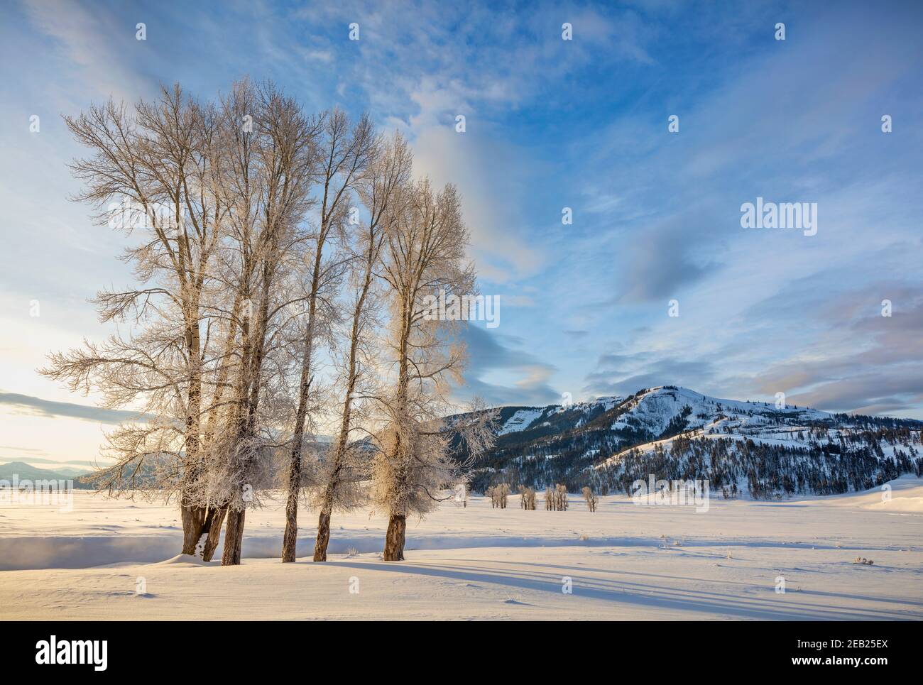 Yellowstone National Park, Wyoming: Frosted cottonwoods along Rose Creek in morning in the Lamar Valley with Amythest Peak in the distance Stock Photo