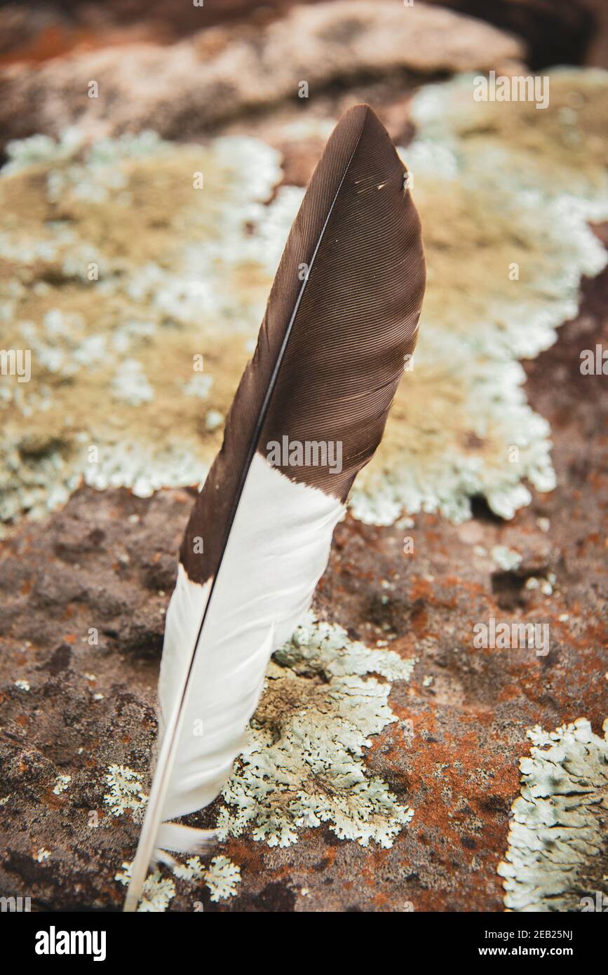 White and brown feather in nature on a moss-covered rock boulder in the Arkansas Ozarks. Stock Photo