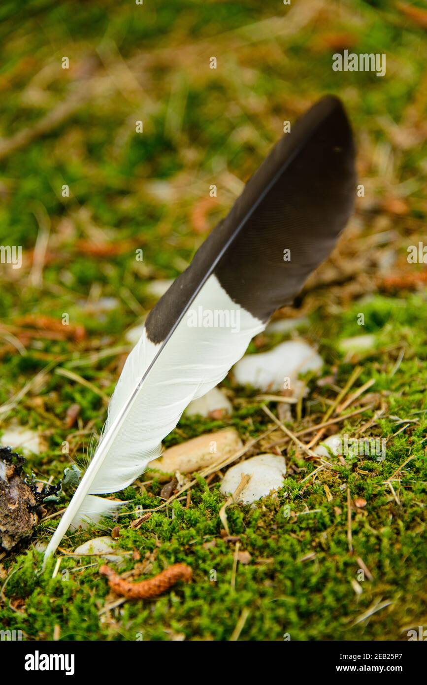 White and brown feather on a lush green moss-filled landscape in the Arkansas Ozarks. Stock Photo