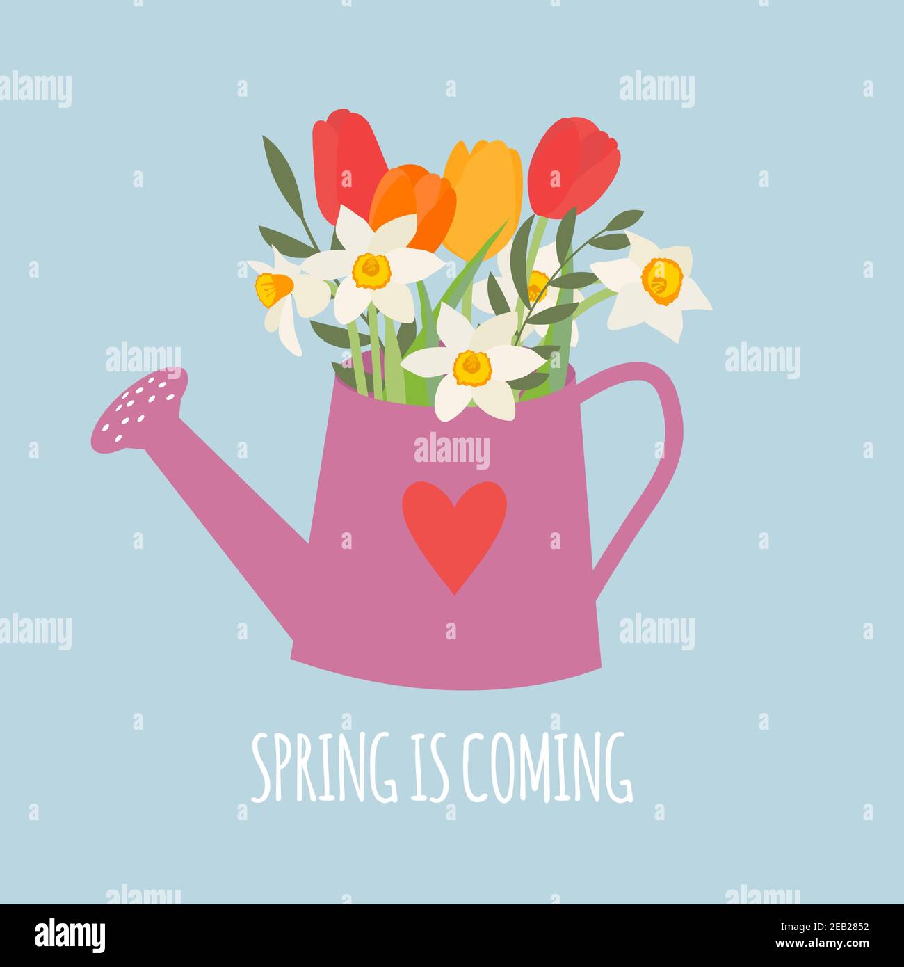 Garden watering can with spring flowers tulips and daffodils. Vector ...