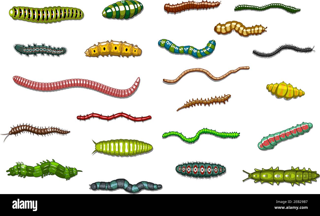 Colorful crawling wriggling caterpillars and worms in cartoon style ...