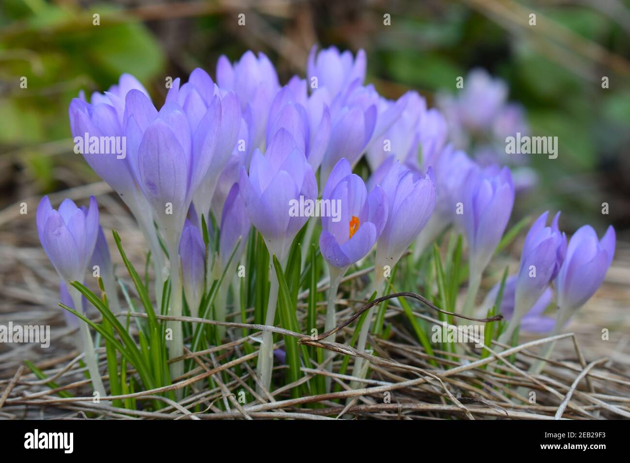 Purple cup-shaped crocus flowers are striped upward-facing over grasslike leaves with white central stripe They appear in late winter and attract bees Stock Photo