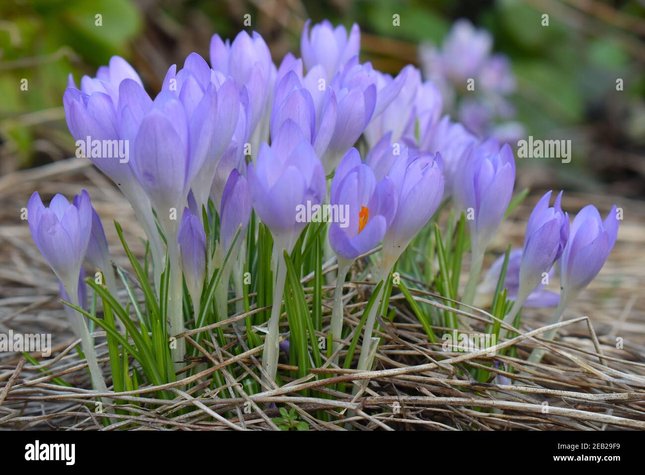Like snowdrops and daffodils the delicate cup shaped flowers of early crocuses are a symbol of spring. There are no native species of crocus in the UK Stock Photo