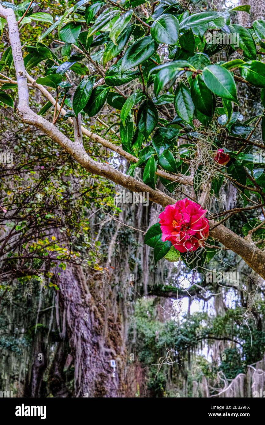 Rose and Spanish Moss Stock Photo Alamy