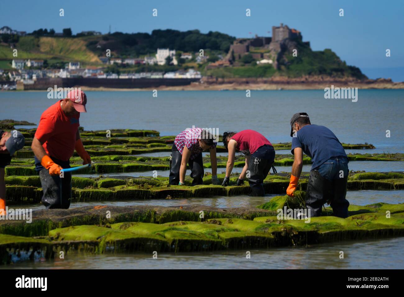 Oysters farmed in the Royal Bay of Grouville, Jersey,Channel Islands Stock Photo